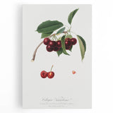 Romanticism Art - Cherry Botanical Illustration - Classic Fruit Print