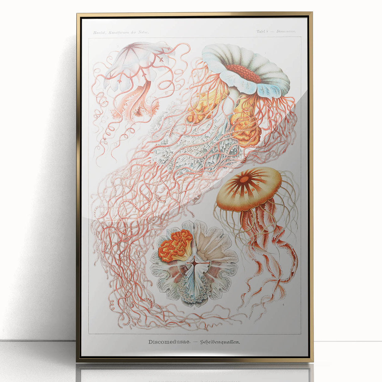 Intricate Jellyfish Modern Wall Art - Abstract Marine Art by Ernst Haeckel