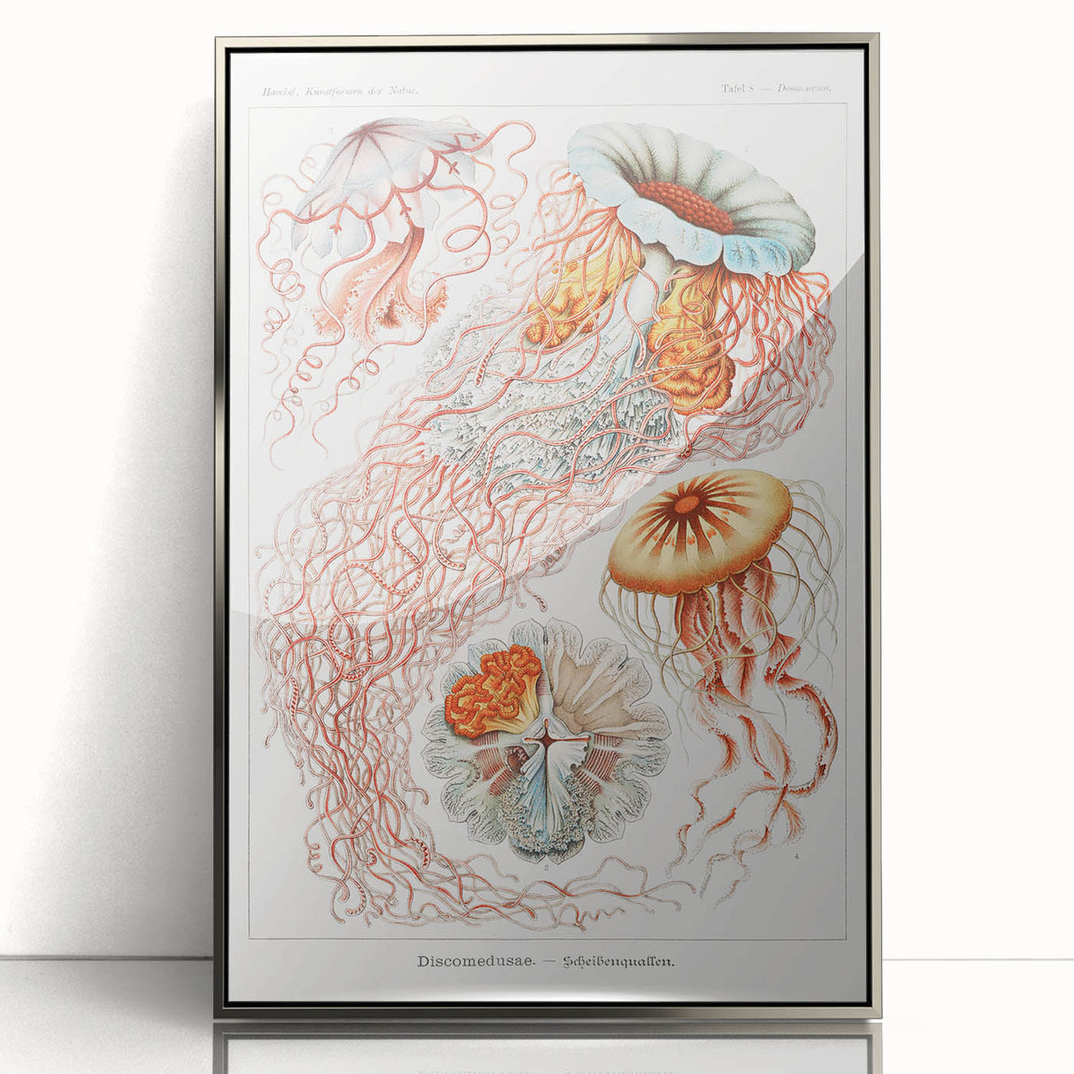 Intricate Jellyfish Modern Wall Art - Abstract Marine Art by Ernst Haeckel
