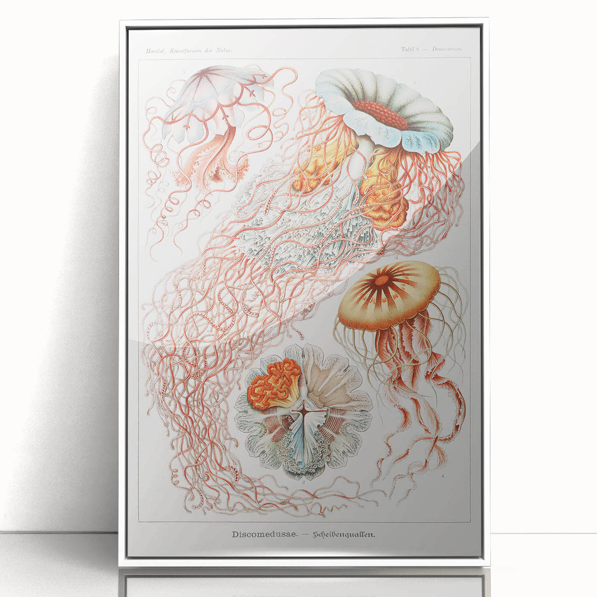 Intricate Jellyfish Modern Wall Art - Abstract Marine Art by Ernst Haeckel