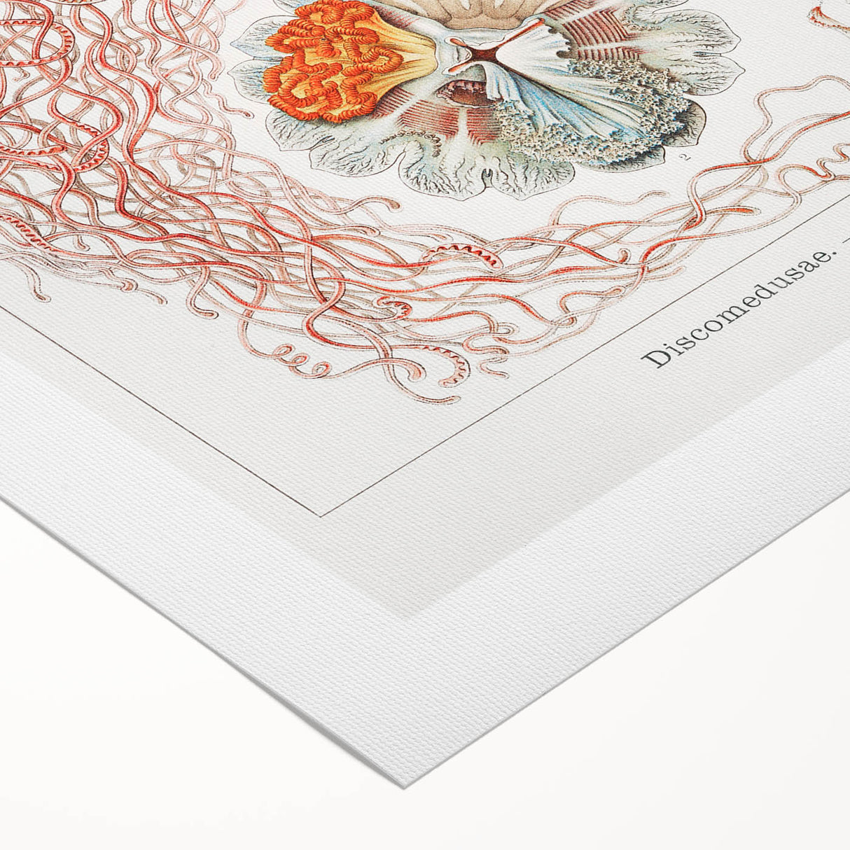 Intricate Jellyfish Modern Wall Art - Abstract Marine Art by Ernst Haeckel