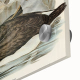 Culminated Albatross by Elizabeth Gould - Romantic Art Print