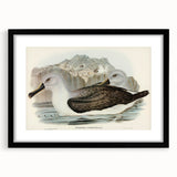 Culminated Albatross by Elizabeth Gould - Romantic Art Print