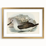 Culminated Albatross by Elizabeth Gould - Romantic Art Print