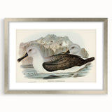 Culminated Albatross by Elizabeth Gould - Romantic Art Print