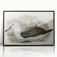 Culminated Albatross by Elizabeth Gould - Romantic Art Print