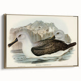 Culminated Albatross by Elizabeth Gould - Romantic Art Print