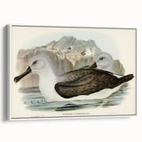 Culminated Albatross by Elizabeth Gould - Romantic Art Print