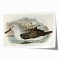 Culminated Albatross by Elizabeth Gould - Romantic Art Print