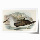 Culminated Albatross by Elizabeth Gould - Romantic Art Print