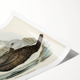 Culminated Albatross by Elizabeth Gould - Romantic Art Print