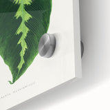 Green Maranta Warscewiczii Leaf - Romantic Era Botanical Print
