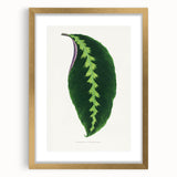 Green Maranta Warscewiczii Leaf - Romantic Era Botanical Print