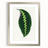 Green Maranta Warscewiczii Leaf - Romantic Era Botanical Print