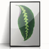 Green Maranta Warscewiczii Leaf - Romantic Era Botanical Print