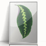 Green Maranta Warscewiczii Leaf - Romantic Era Botanical Print