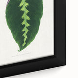 Green Maranta Warscewiczii Leaf - Romantic Era Botanical Print