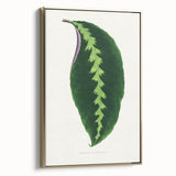 Green Maranta Warscewiczii Leaf - Romantic Era Botanical Print