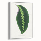 Green Maranta Warscewiczii Leaf - Romantic Era Botanical Print