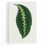 Green Maranta Warscewiczii Leaf - Romantic Era Botanical Print