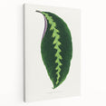 Green Maranta Warscewiczii Leaf - Romantic Era Botanical Print