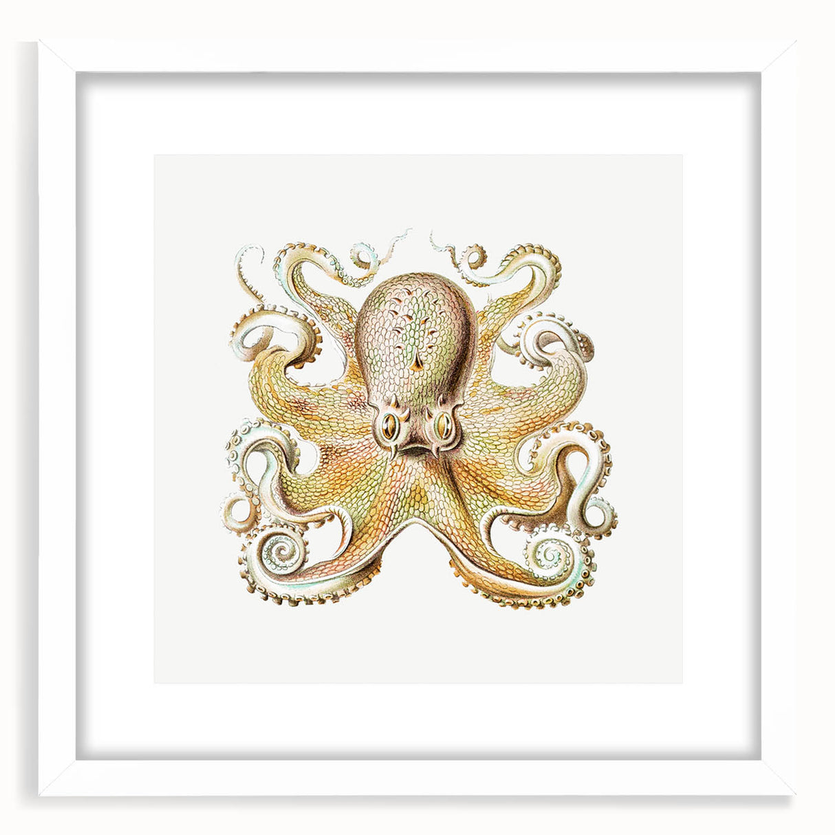Vintage Octopus Illustration - Modern Wall Art with Marine Life Charm
