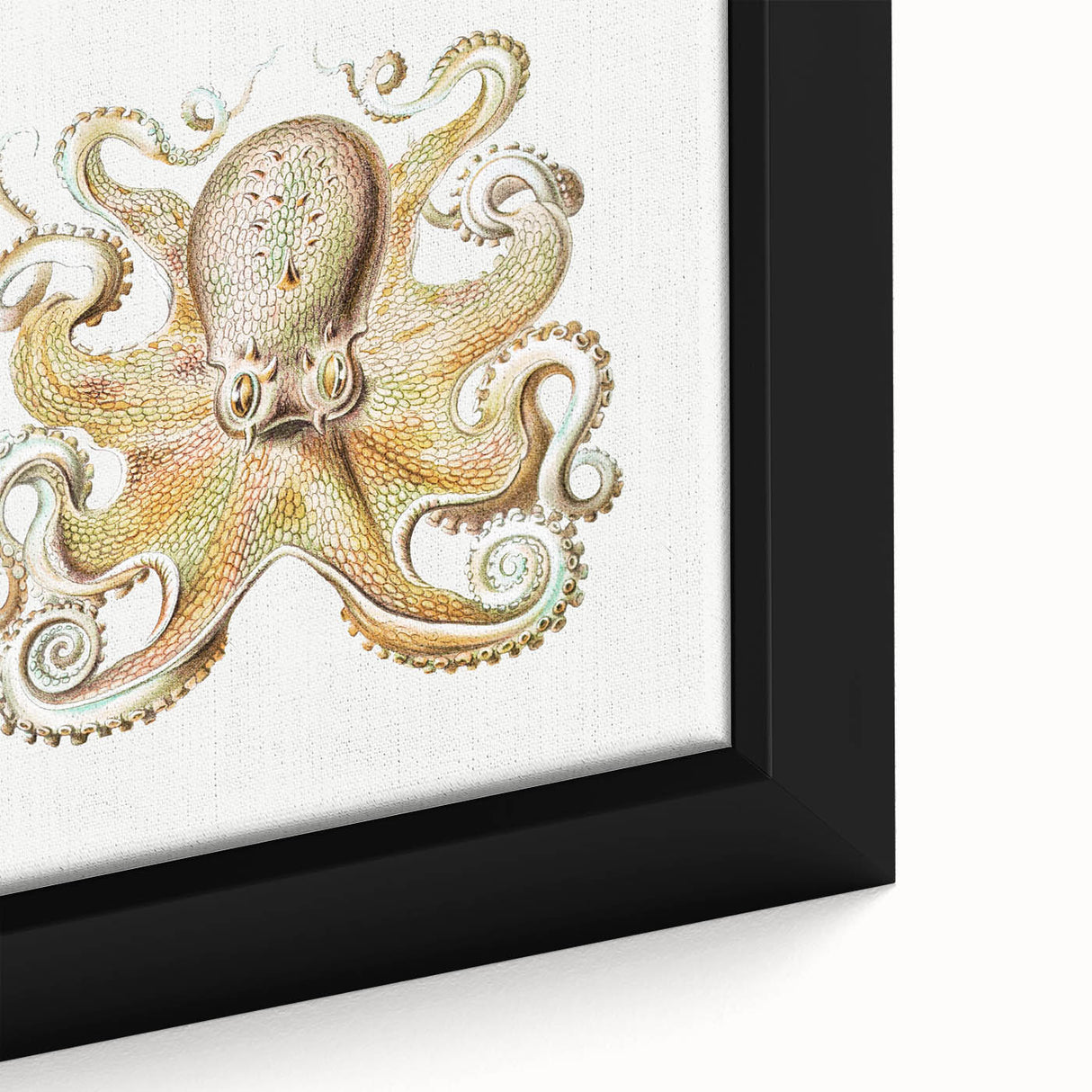 Vintage Octopus Illustration - Modern Wall Art with Marine Life Charm