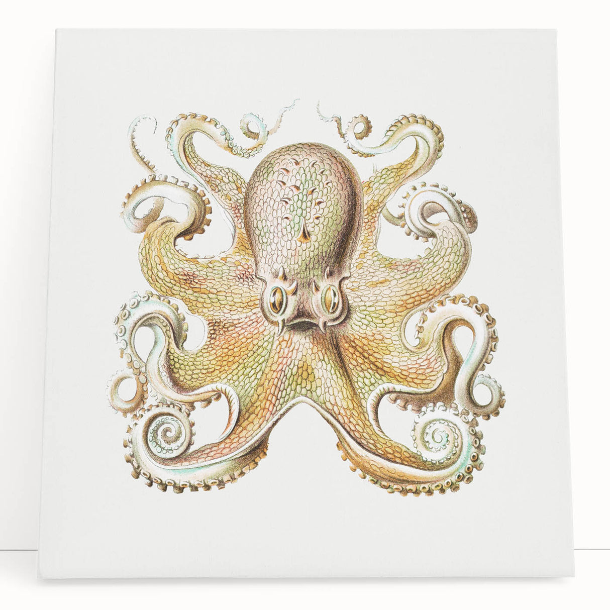 Vintage Octopus Illustration - Modern Wall Art with Marine Life Charm