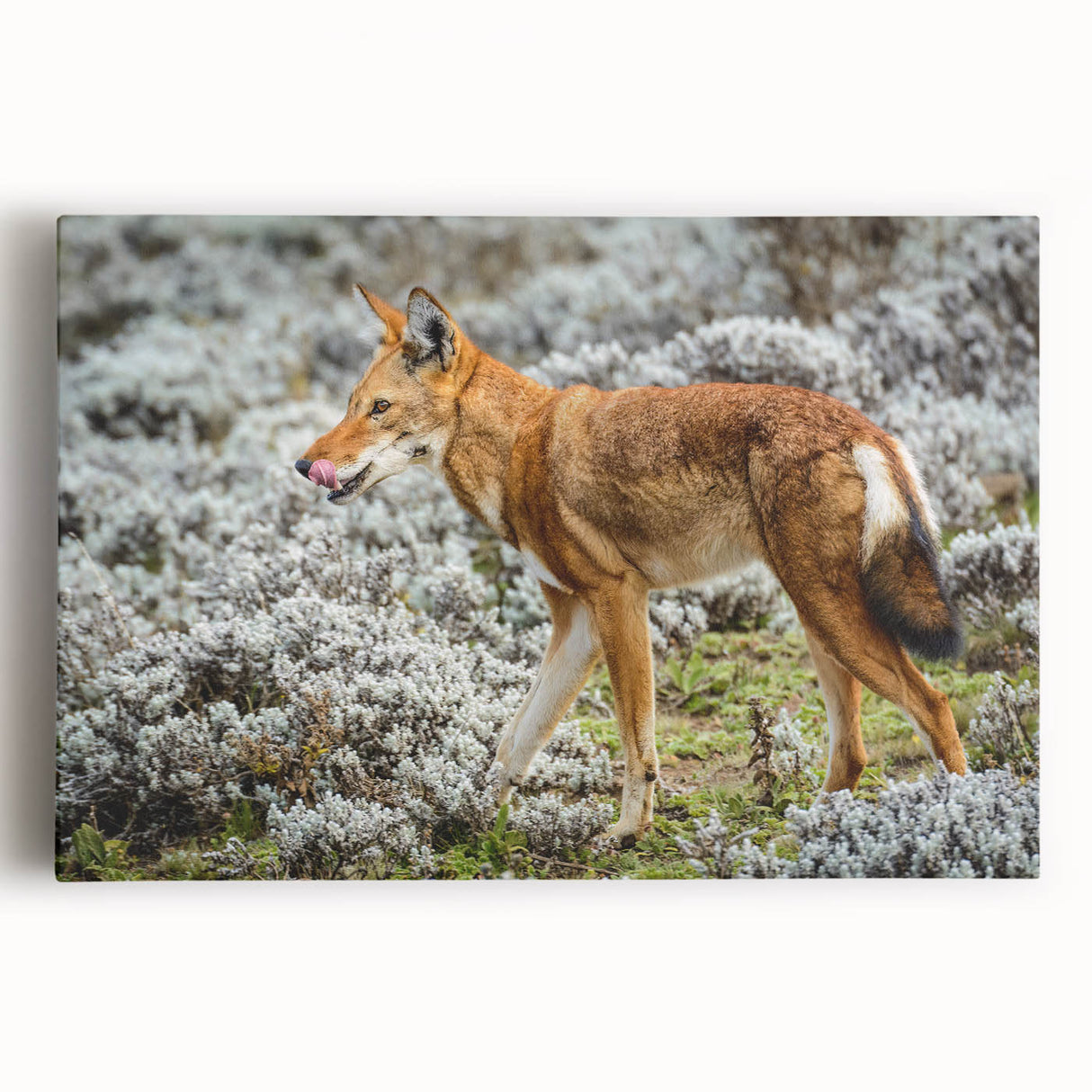 Large black and white stretched canvas of an Ethiopian landscape, ideal for kitchen wall art.