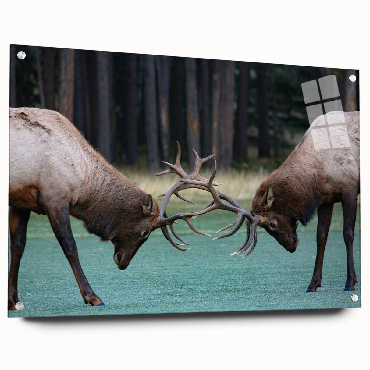 Acrylic glass print of Alberta, Canada scenery in muted earth tones, ideal for dining room decor.