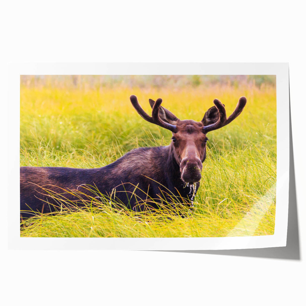 Rolled print of the Grand Tetons in muted earth tones, ideal for art wall dining room.