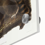 Raccoon by Audubon - Romanticism Wildlife Art Print on Canvas