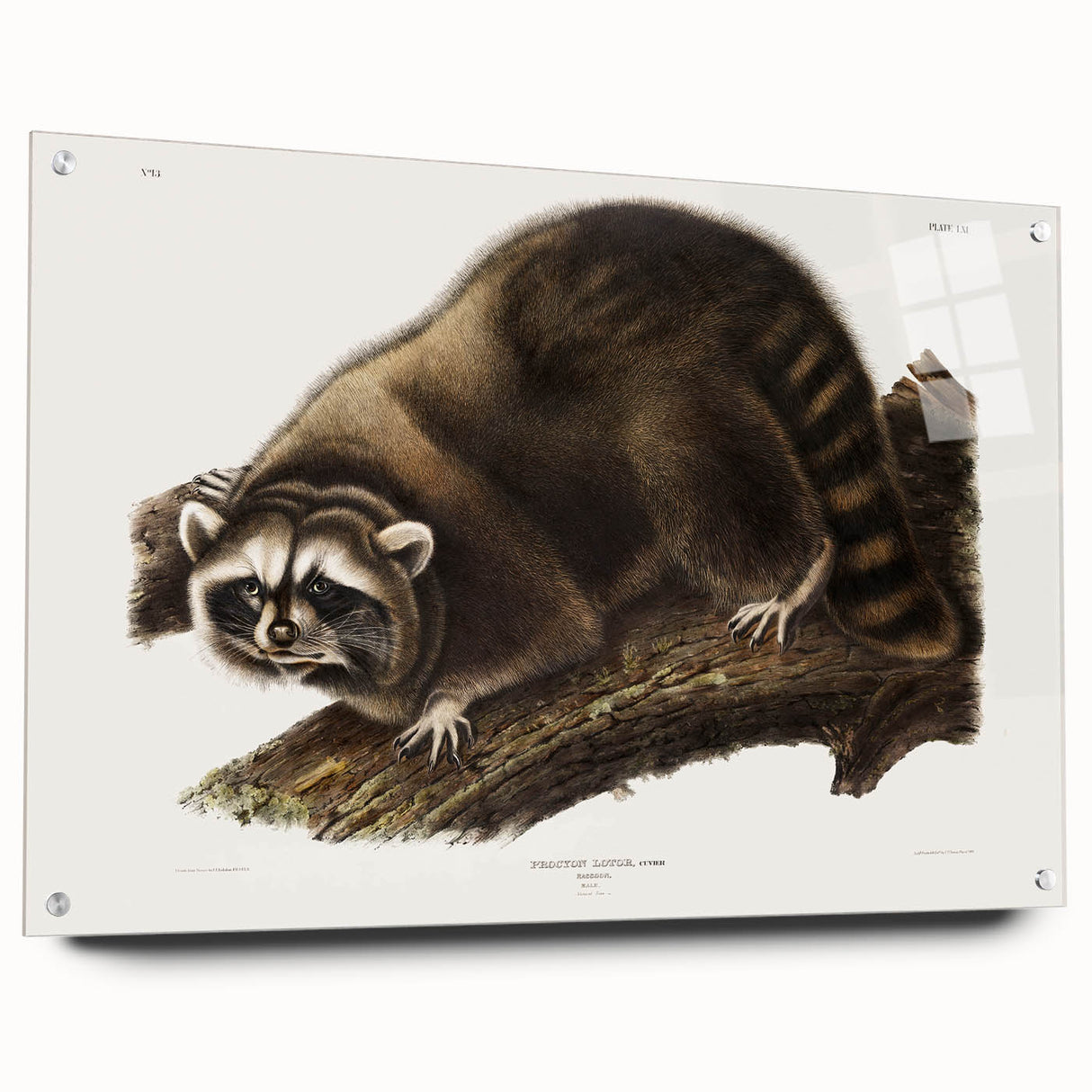 Raccoon by Audubon - Romanticism Wildlife Art Print on Canvas