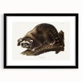 Raccoon by Audubon - Romanticism Wildlife Art Print on Canvas