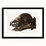 Raccoon by Audubon - Romanticism Wildlife Art Print on Canvas