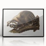 Raccoon by Audubon - Romanticism Wildlife Art Print on Canvas