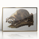 Raccoon by Audubon - Romanticism Wildlife Art Print on Canvas