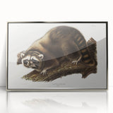 Raccoon by Audubon - Romanticism Wildlife Art Print on Canvas