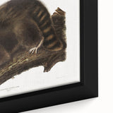 Raccoon by Audubon - Romanticism Wildlife Art Print on Canvas