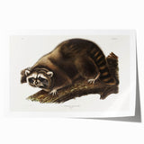 Raccoon by Audubon - Romanticism Wildlife Art Print on Canvas