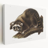 Raccoon by Audubon - Romanticism Wildlife Art Print on Canvas