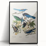 Realism Art Prints - Birds of America by John James Audubon Vintage Art