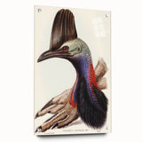 Australian Cassowary by Elizabeth Gould - Romantic Wildlife Art Print