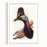 Australian Cassowary by Elizabeth Gould - Romantic Wildlife Art Print