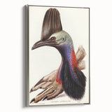 Australian Cassowary by Elizabeth Gould - Romantic Wildlife Art Print
