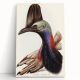 Australian Cassowary by Elizabeth Gould - Romantic Wildlife Art Print