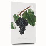 Black Canaiolo by Giorgio Gallesio - Romanticism Botanical Art Print