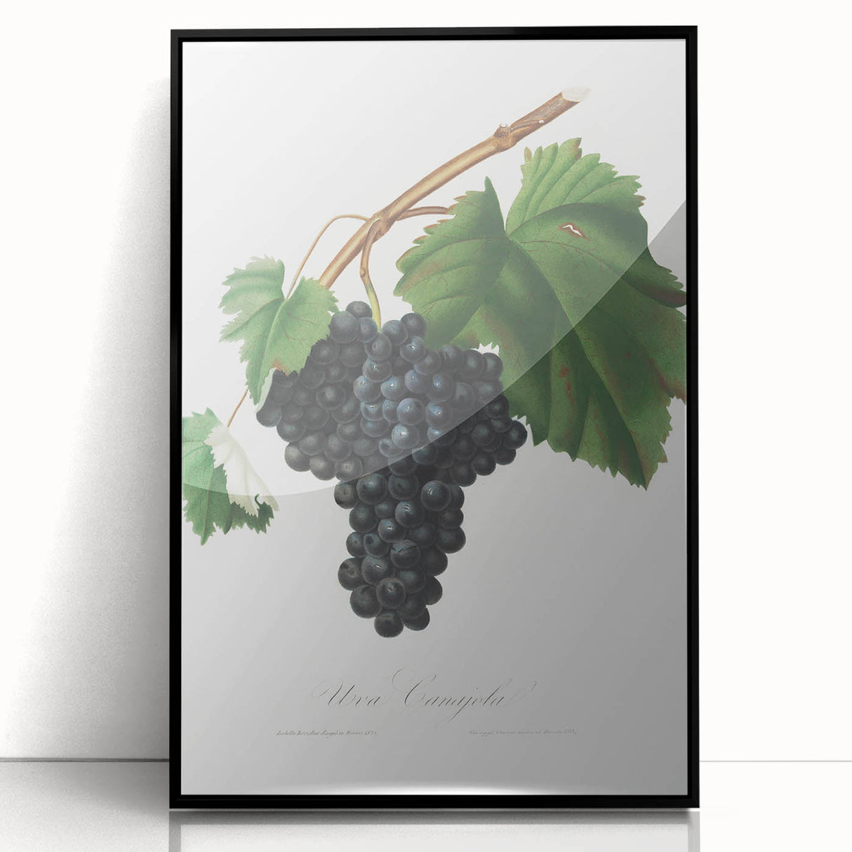 Black Canaiolo by Giorgio Gallesio - Romanticism Botanical Art Print