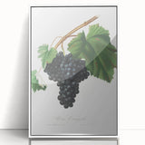 Black Canaiolo by Giorgio Gallesio - Romanticism Botanical Art Print