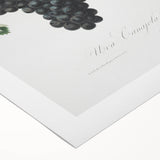 Black Canaiolo by Giorgio Gallesio - Romanticism Botanical Art Print